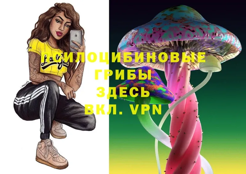 Галлюциногенные грибы Psilocybine cubensis  Дивногорск 